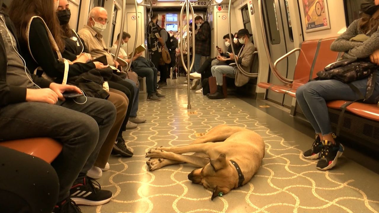 İstanbul'da toplu taşımayla dolaşan köpek 'Boji': Bir günde 29 durak gezdi - Sayfa 7