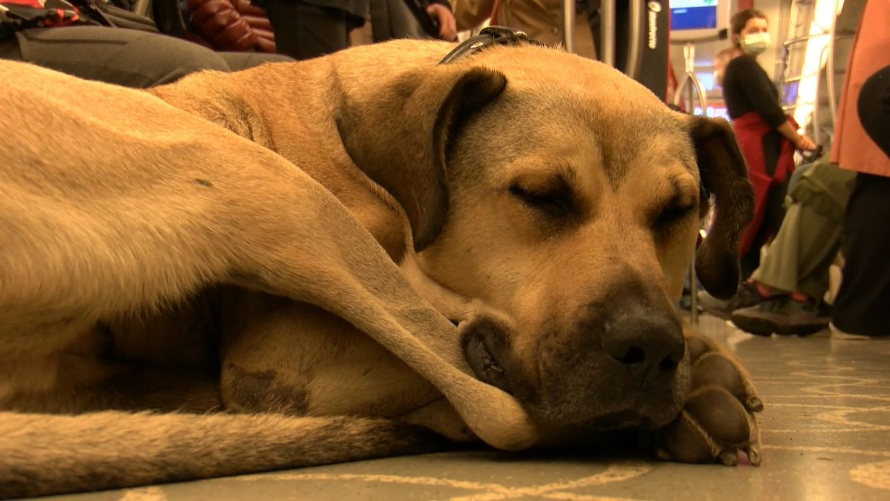 İstanbul'da toplu taşımayla dolaşan köpek 'Boji': Bir günde 29 durak gezdi - Sayfa 2