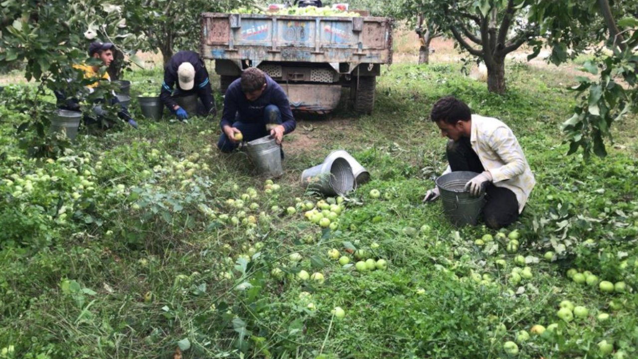 Elma üreticileri alıcı çıkmayınca elmalarını yere döktü