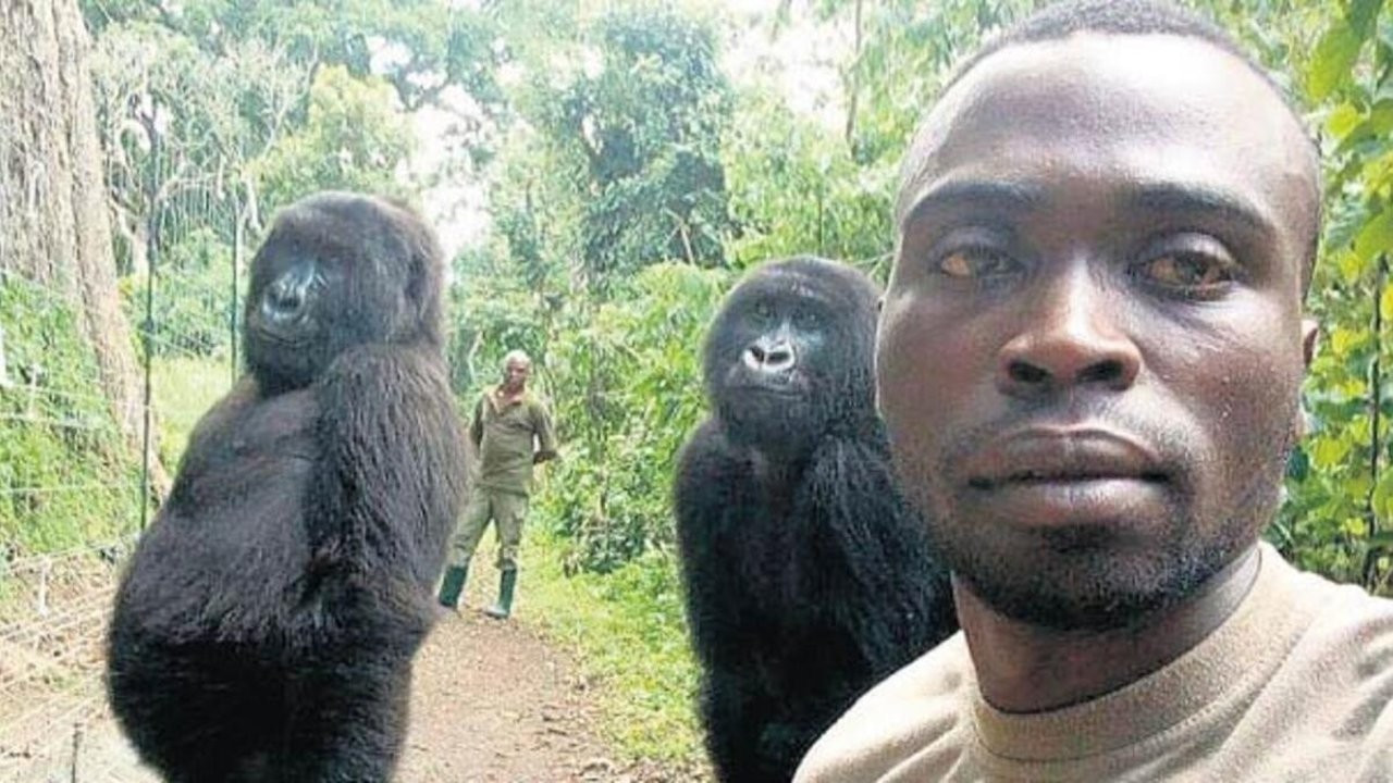 'Selfie yıldızı' goril Ndakasi, bakıcısının kollarında öldü