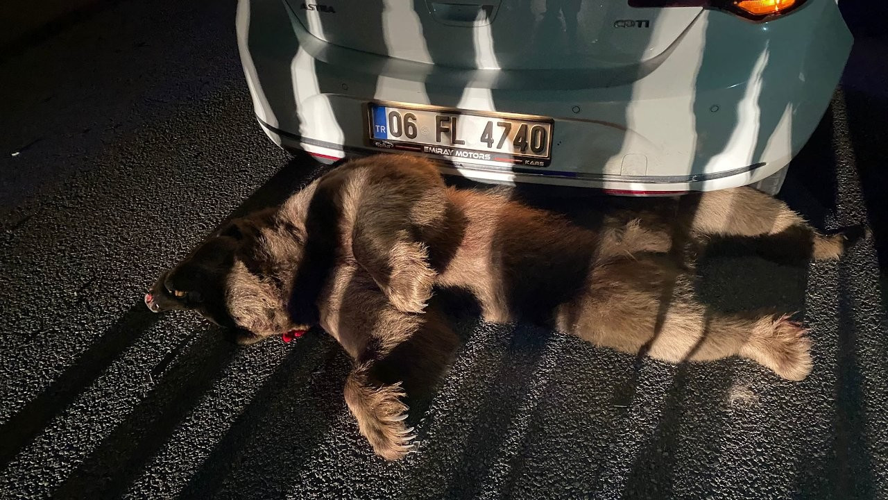 Otomobilin çarptığı boz ayı öldü