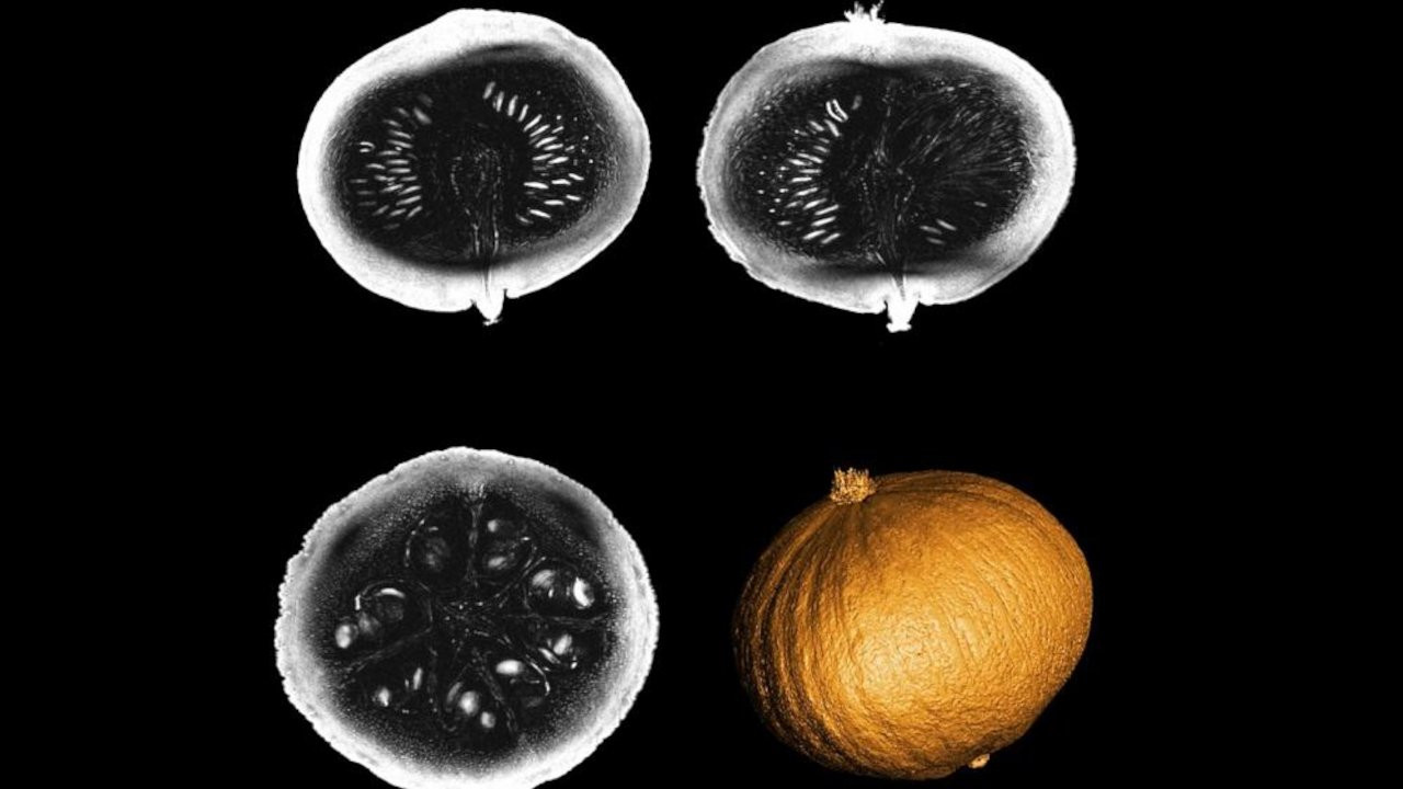 En güçlü MRI tarayıcının aktardığı ilk görüntüler balkabağından
