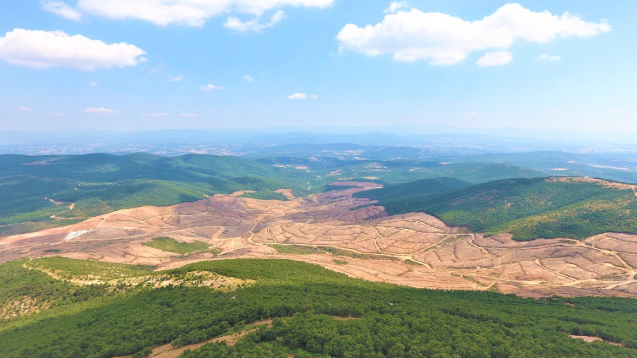 350 bin ağaç kesen altın madeninin çalışmaları durduruldu