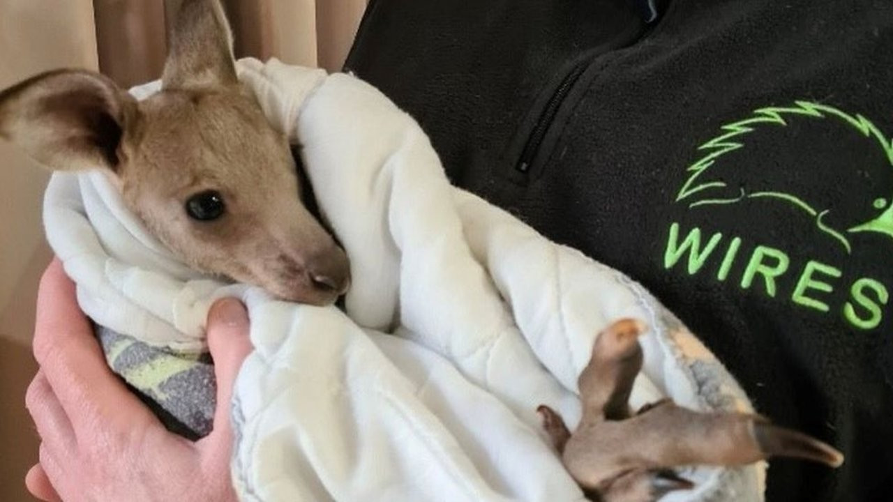 Avustralya'da 14 kanguruyu öldüren iki kişiye dava açıldı: 5 yıl hapisle yargılanıyorlar