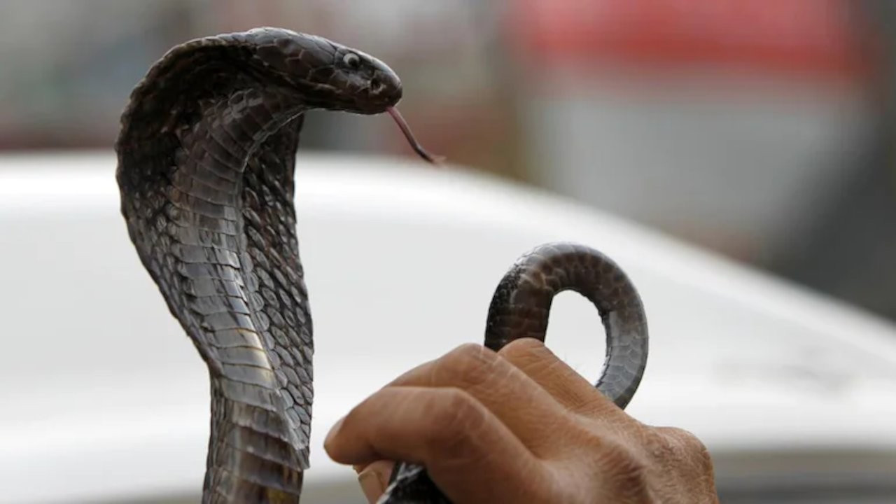 Hindistan'da bir erkek kiraladığı yılanla eşini öldürdü