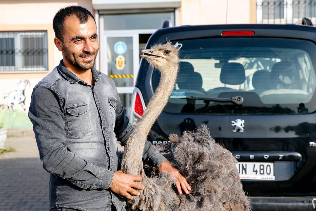 Diyarbakır'da deve kuşunun karnından ameliyatla 40 parça cisim çıkarıldı - Sayfa 1