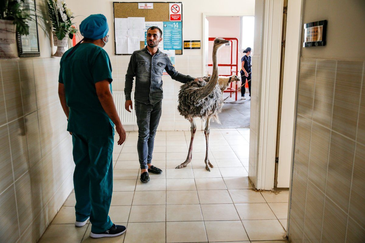 Diyarbakır'da deve kuşunun karnından ameliyatla 40 parça cisim çıkarıldı - Sayfa 3