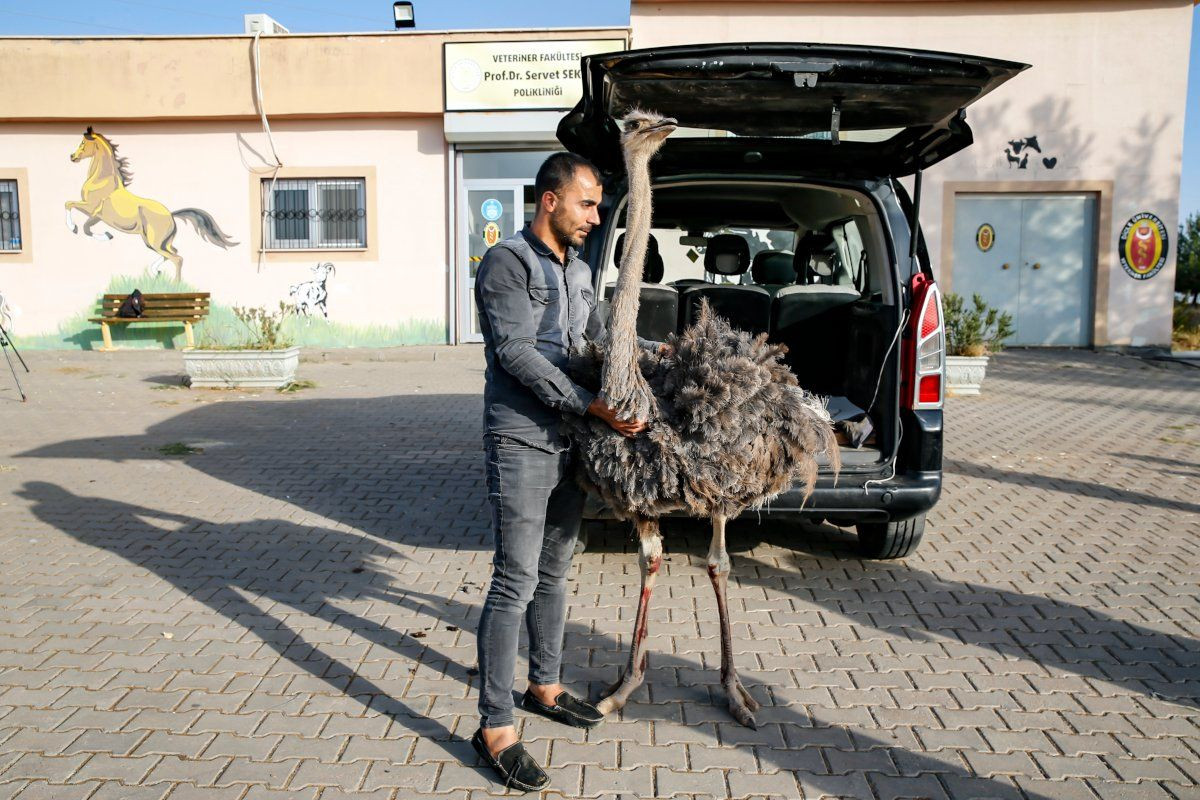 Diyarbakır'da deve kuşunun karnından ameliyatla 40 parça cisim çıkarıldı - Sayfa 4