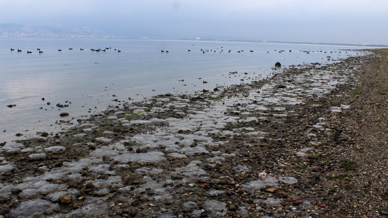 İzmit Körfezi'nde binlerce ölü denizanası kıyıya vurdu