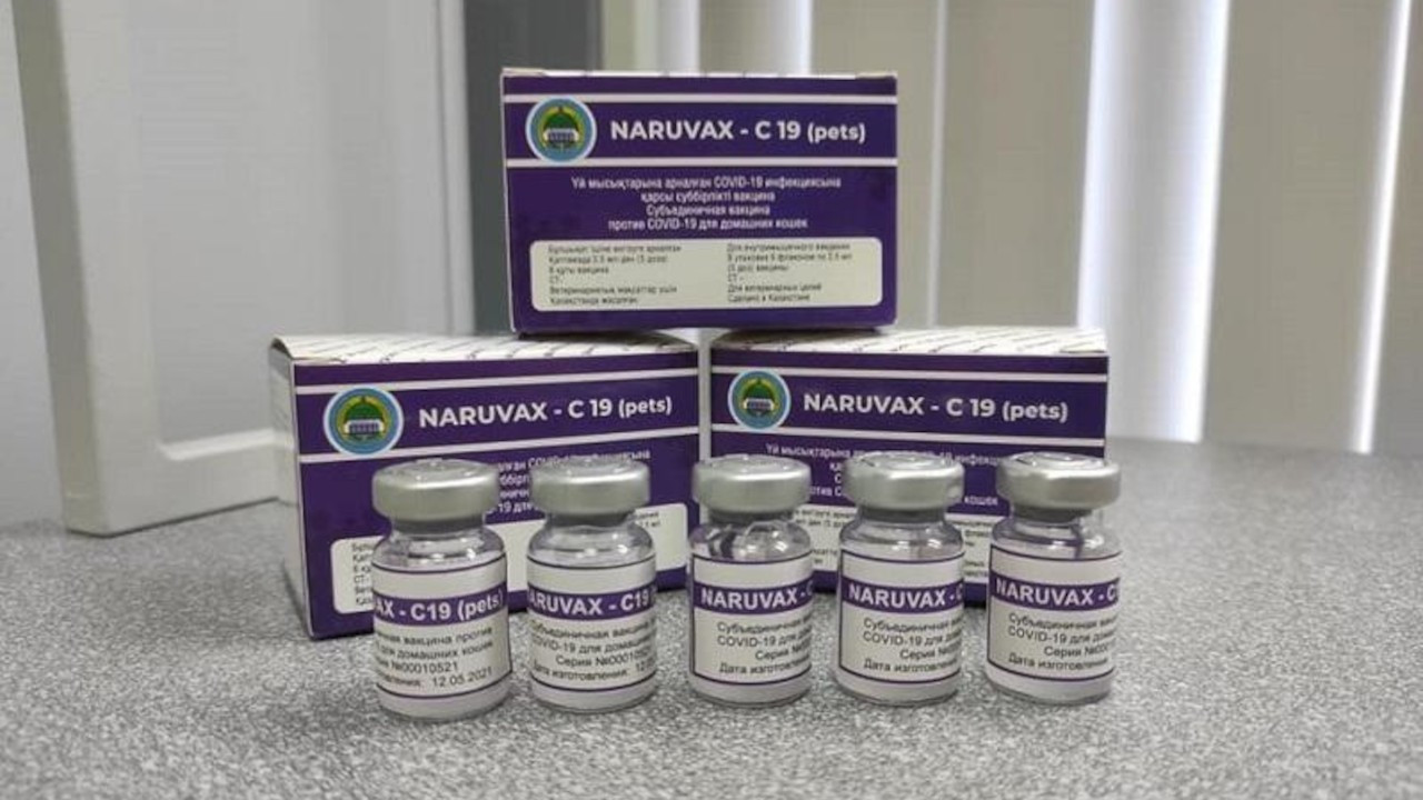 Kazakistan’da kediler için Covid-19 aşısı geliştirildi