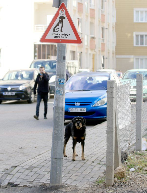 Sürücülere kedi-köpek uyarısı - Sayfa 3