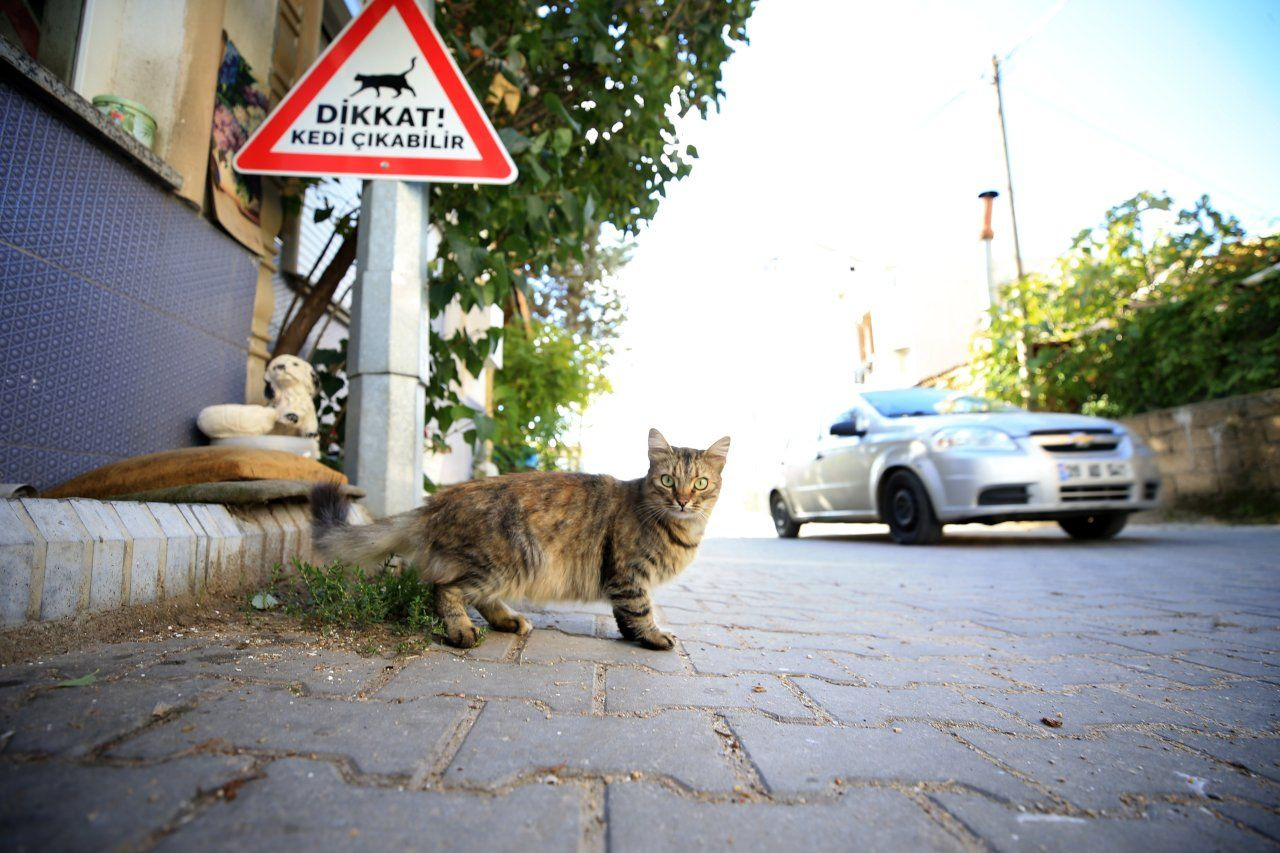 Sürücülere kedi-köpek uyarısı - Sayfa 4