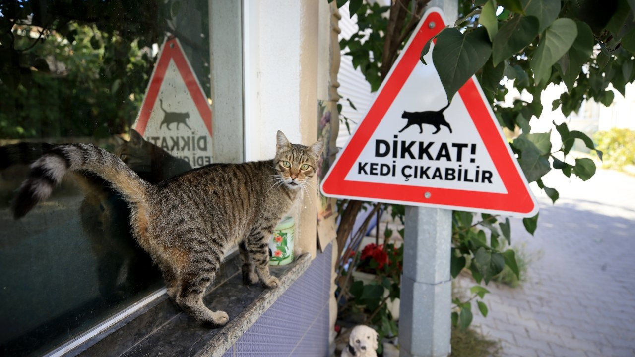 Sürücülere kedi-köpek uyarısı