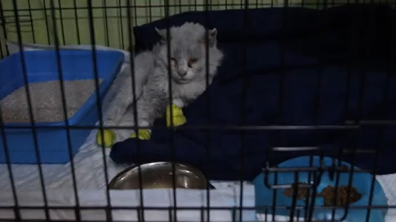 Yanardağ patlamasından kurtulan yavru kediye 'Magma' adı verildi