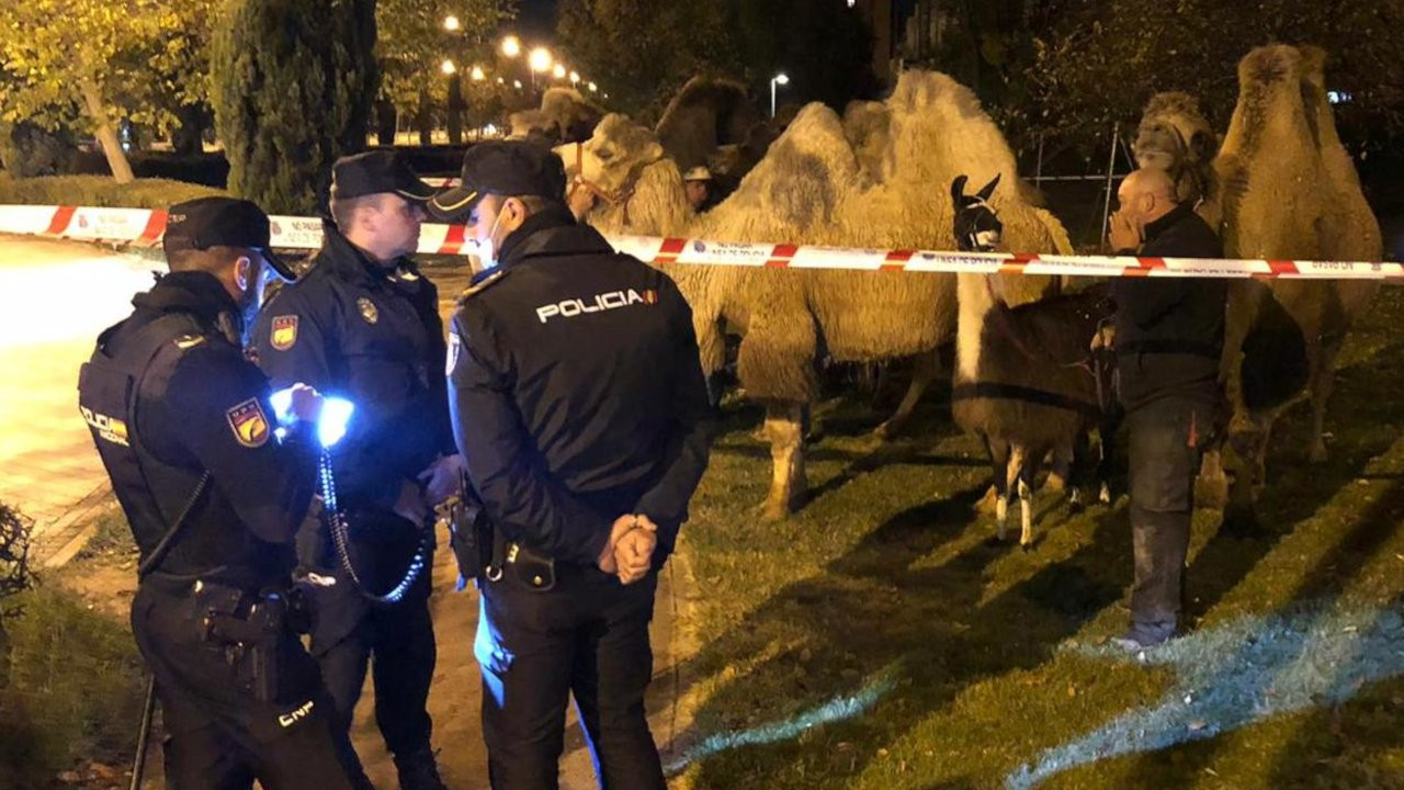 Sirkten kaçan 8 deve ve bir lama Madrid merkezinde gezerken yakalandı