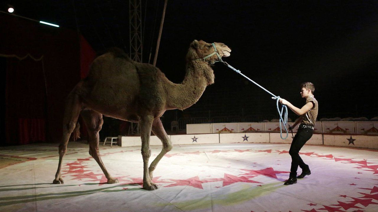 Sirkten kaçan 8 deve ve bir lama Madrid merkezinde gezerken yakalandı - Sayfa 2