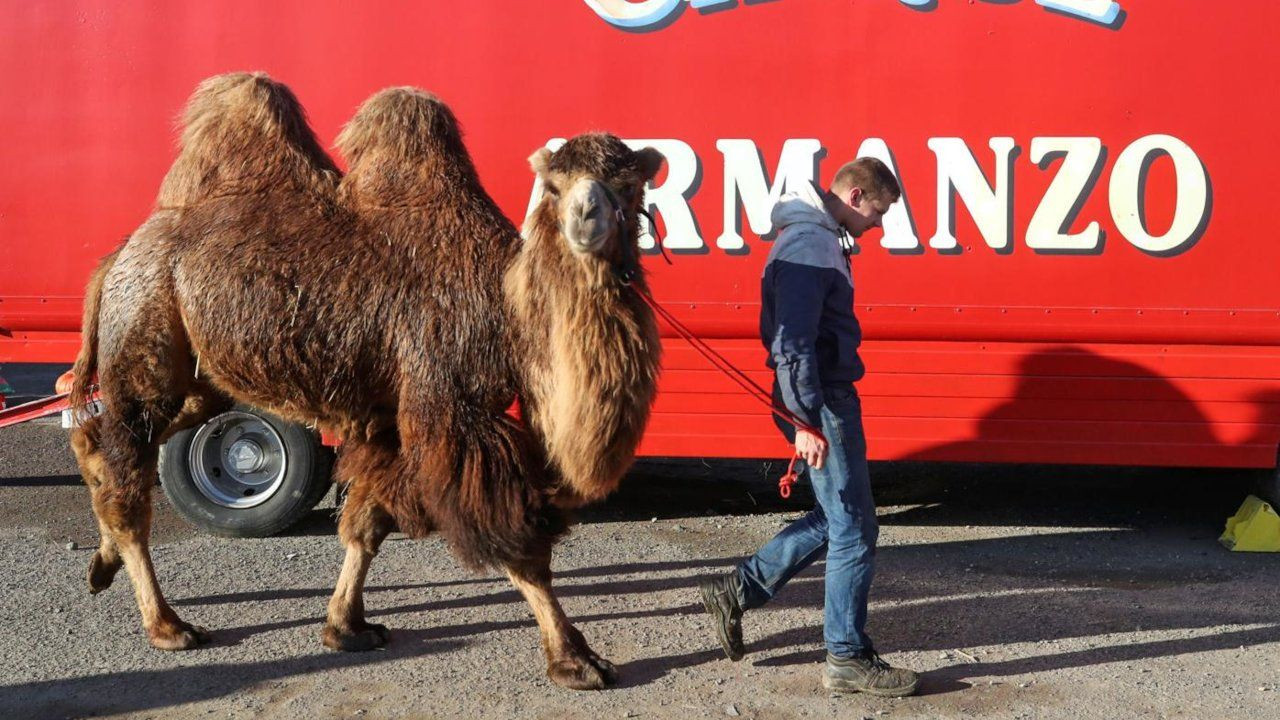 Sirkten kaçan 8 deve ve bir lama Madrid merkezinde gezerken yakalandı - Sayfa 4