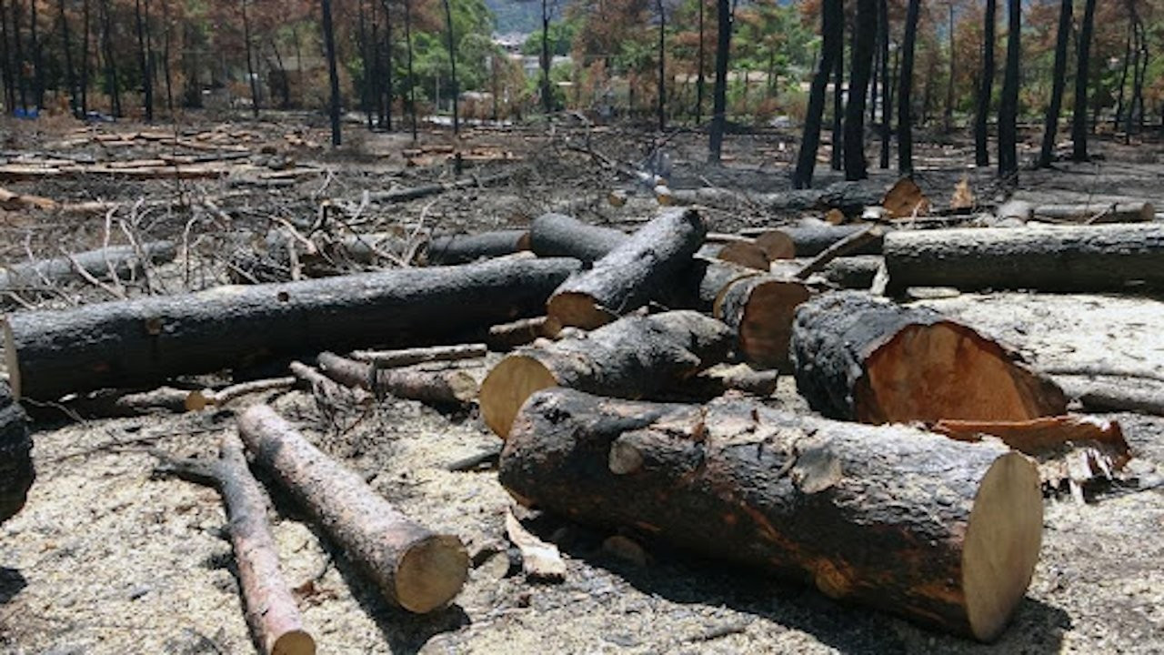 Orman yangını sonrası 70 milyar liralık rant