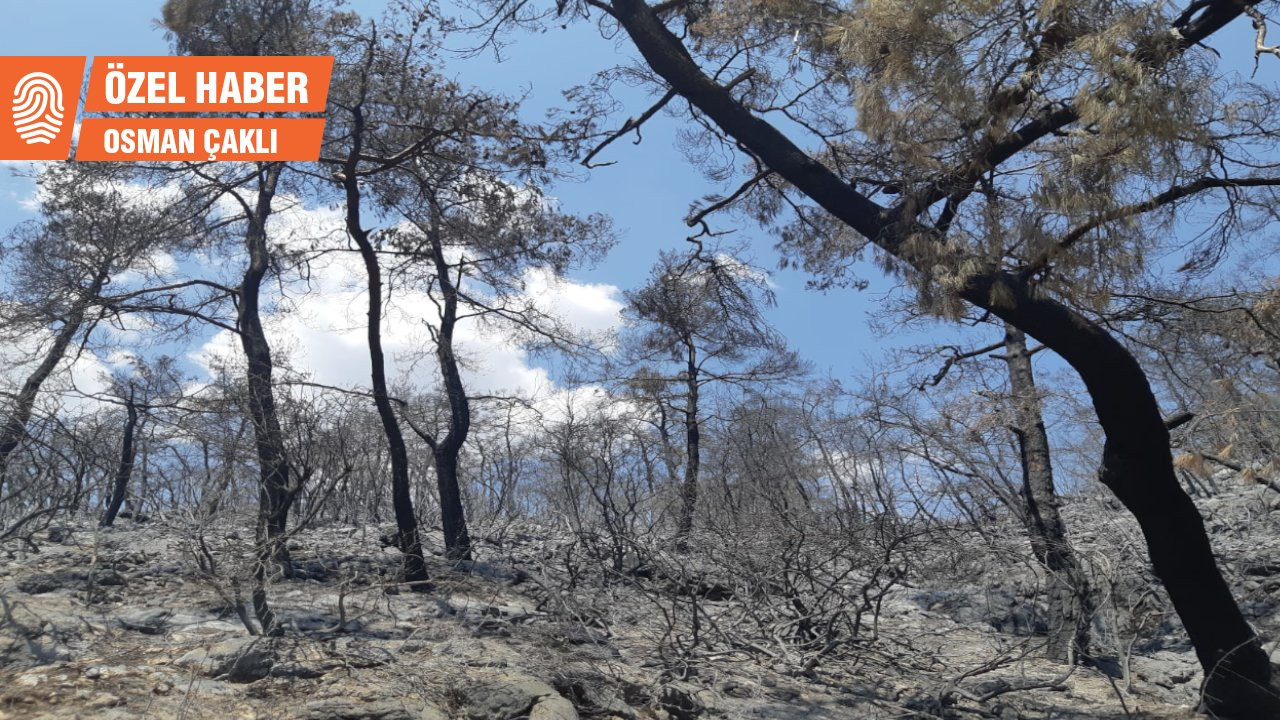 Tarım Orman-İş: Ormanlar sermaye için yandı