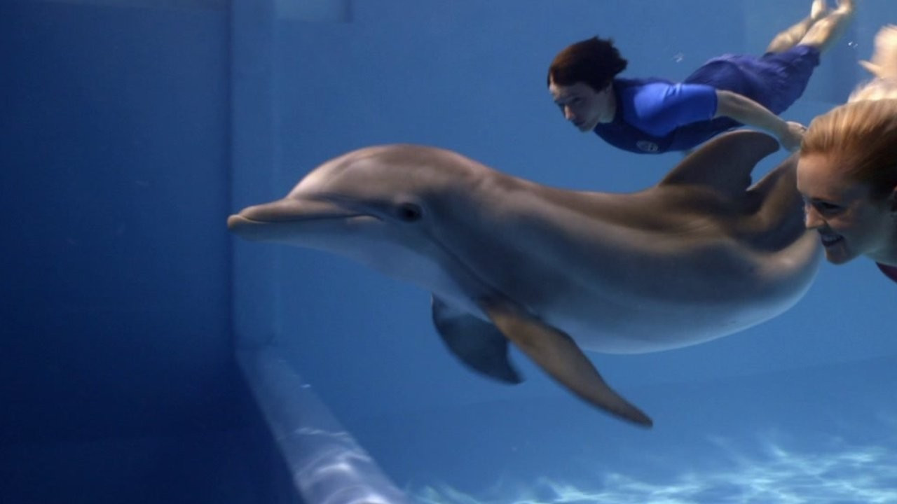 Dolphin Tale filminin yunusu, kalp yetmezliği nedeniyle öldü