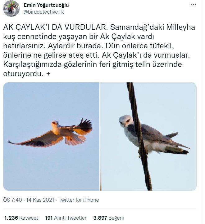 Milleyha Kuş Cenneti'nde kuşlar vuruluyor - Sayfa 2