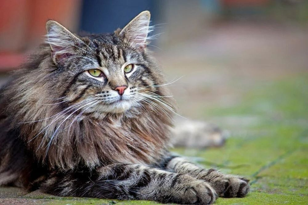 Altın oran açıklandı: Dünyanın en güzel 10 kedi türü - Sayfa 3