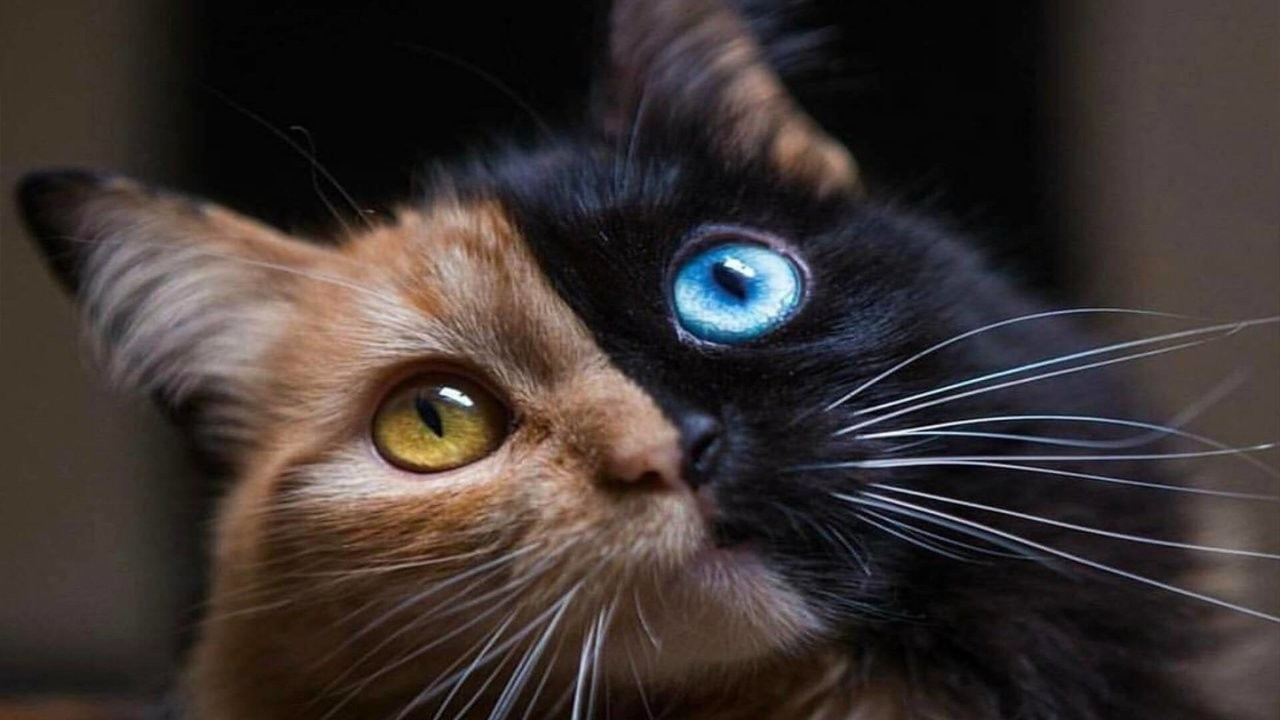 Altın oran açıklandı: Dünyanın en güzel 10 kedi türü