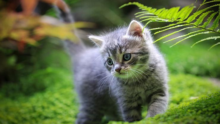Altın oran açıklandı: Dünyanın en güzel 10 kedi türü - Sayfa 1