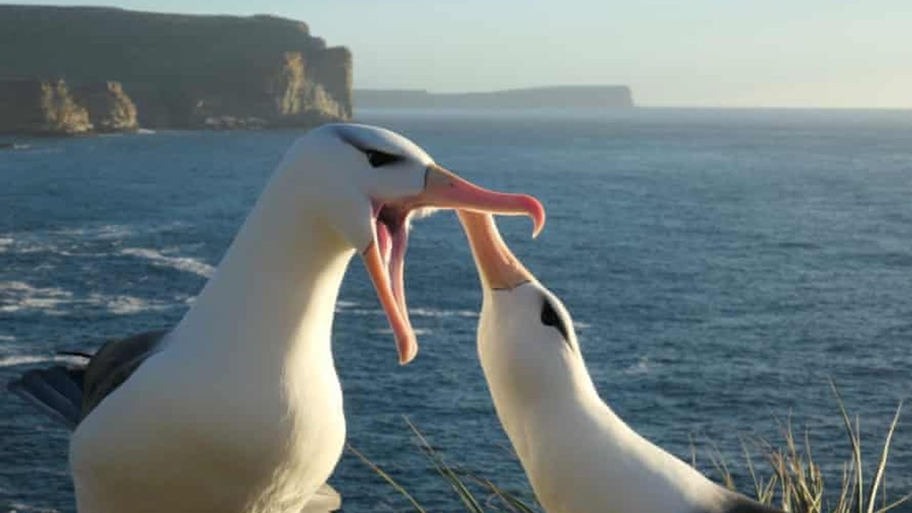 Araştırma: İklim krizi albatrosların 'boşanma' oranını artırdı