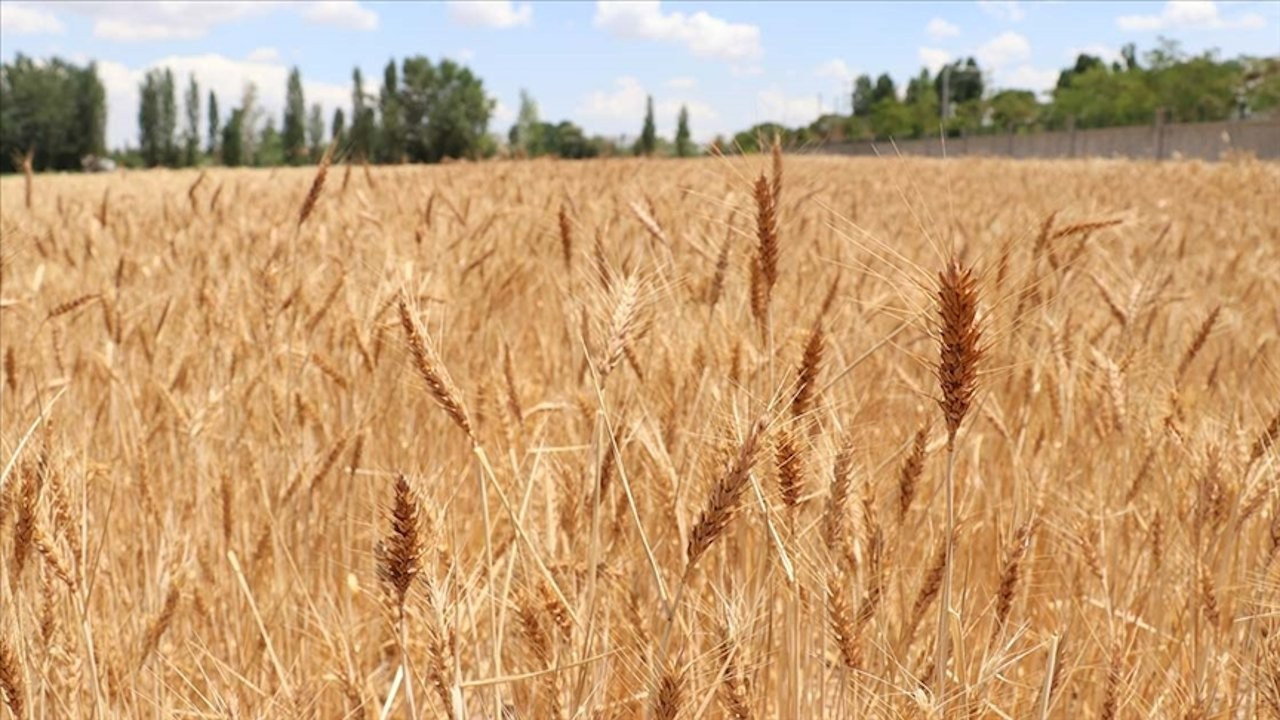 TMO: Un sıkıntısı yok, uygun fiyatlı buğday satılacak