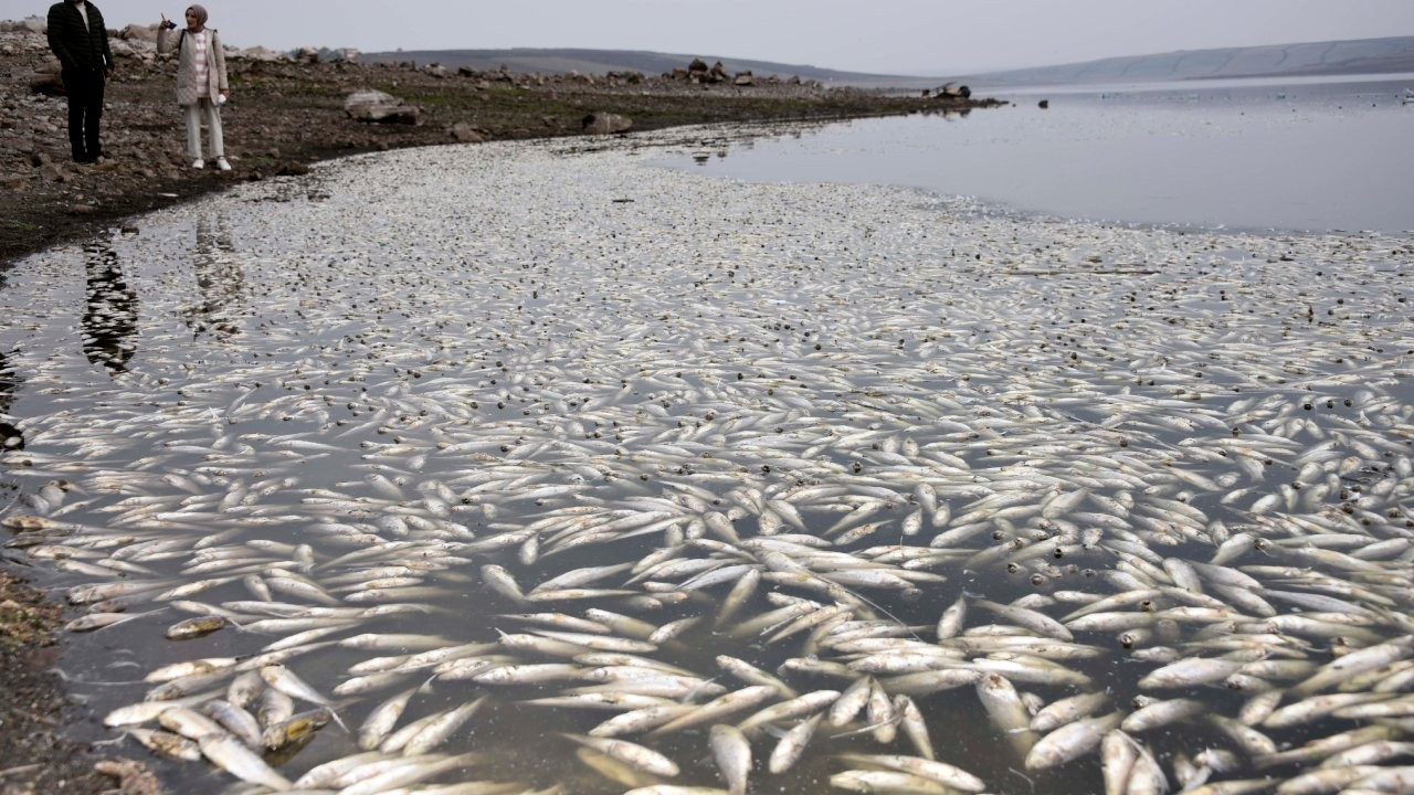 Hacıhıdır Barajı Gölü'nde balık ölümlerine inceleme