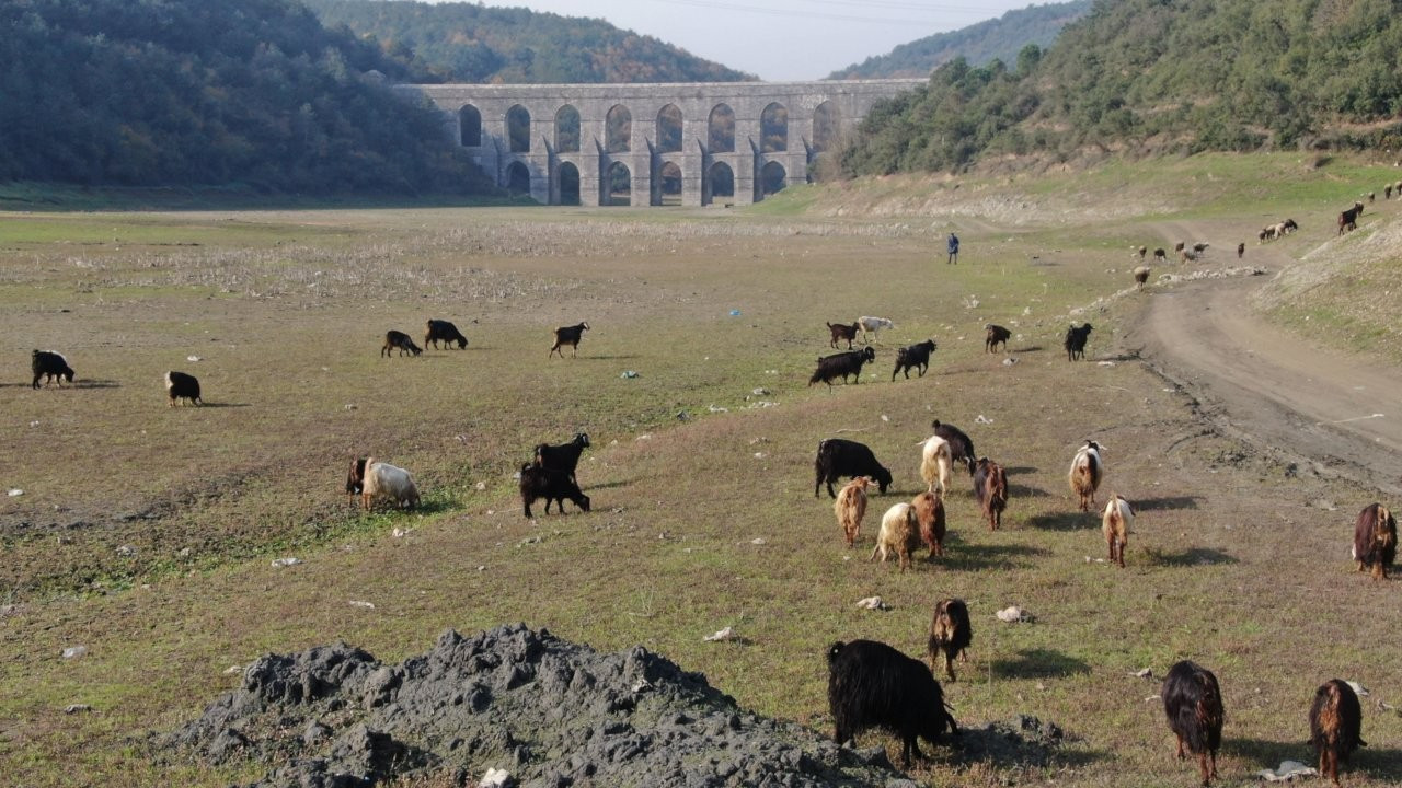 Balıkların yüzdüğü Alibeyköy barajında artık keçiler otluyor