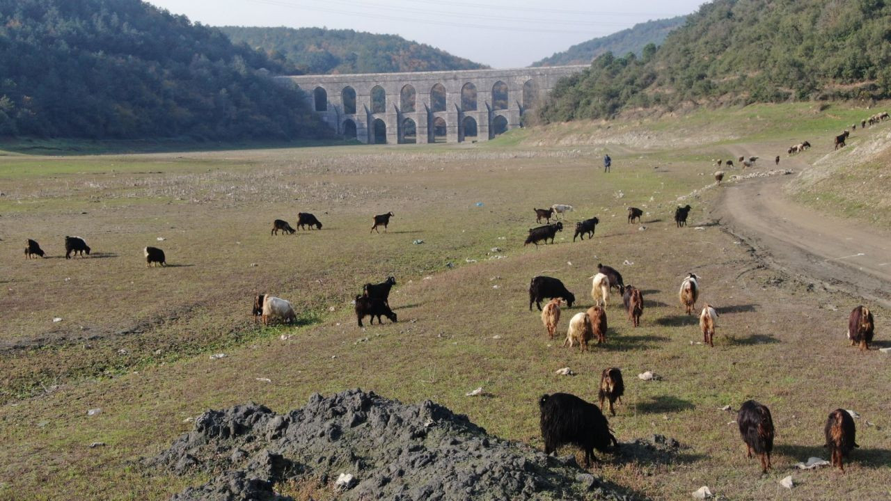 Balıkların yüzdüğü Alibeyköy barajında artık keçiler otluyor - Sayfa 3