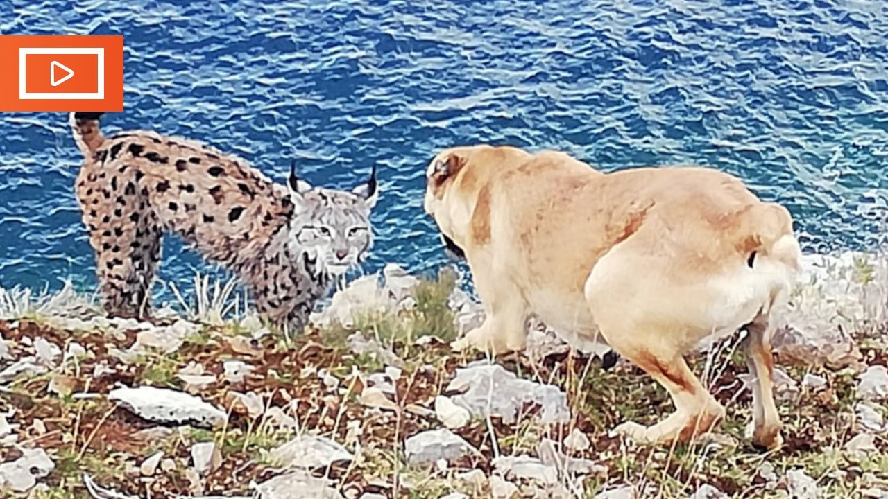 Van Gölü kıyısında vaşak sürprizi: Köpekle karşı karşıya görüntülendi