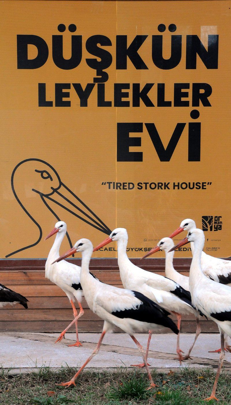 'Düşkün Leylekler Evi'nin misafirleri... - Sayfa 4