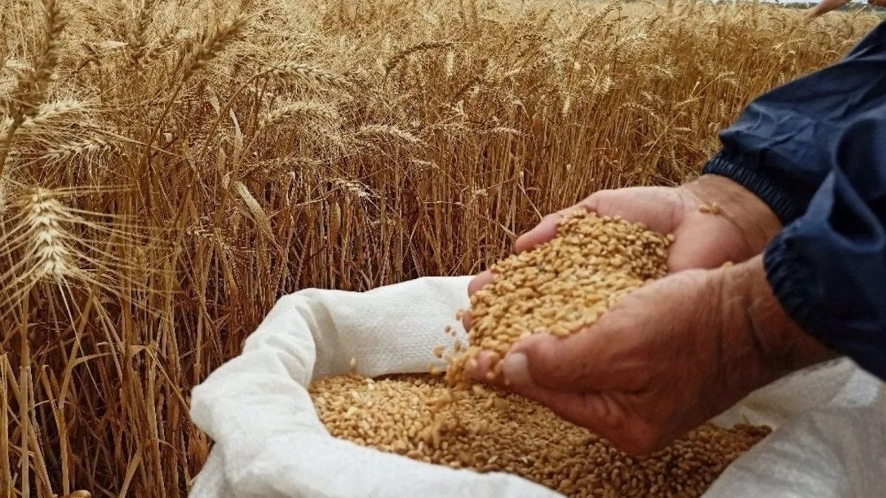 TMO'dan buğdaya yüzde 22 zam: Ekmek ve un fiyatlarına yansıyacak