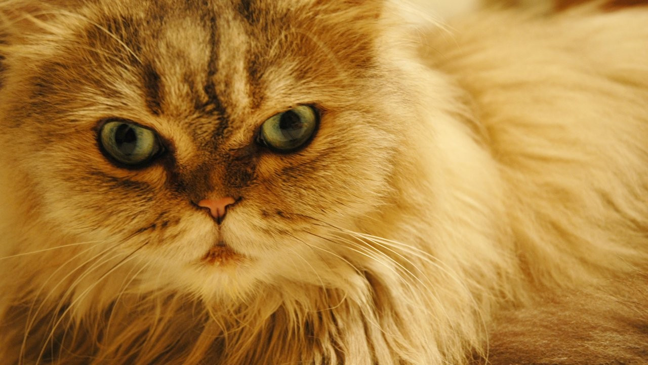 NYT: Viral kedi videoları komplo teorisi yaymaya yardımcı oluyor