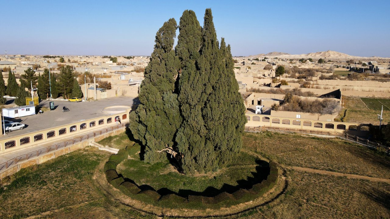 İran'ın dört bin yıllık ağacı UNESCO listesine girmeyi bekliyor