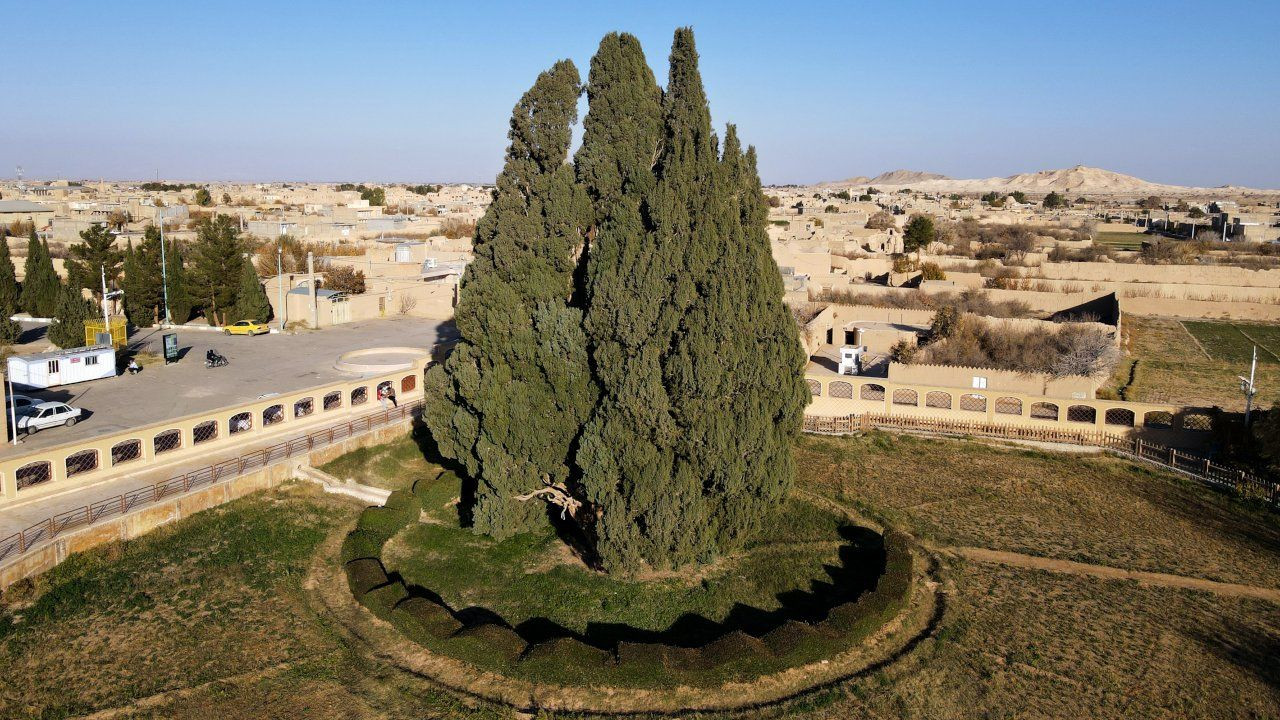 İran'ın dört bin yıllık ağacı UNESCO listesine girmeyi bekliyor - Sayfa 1
