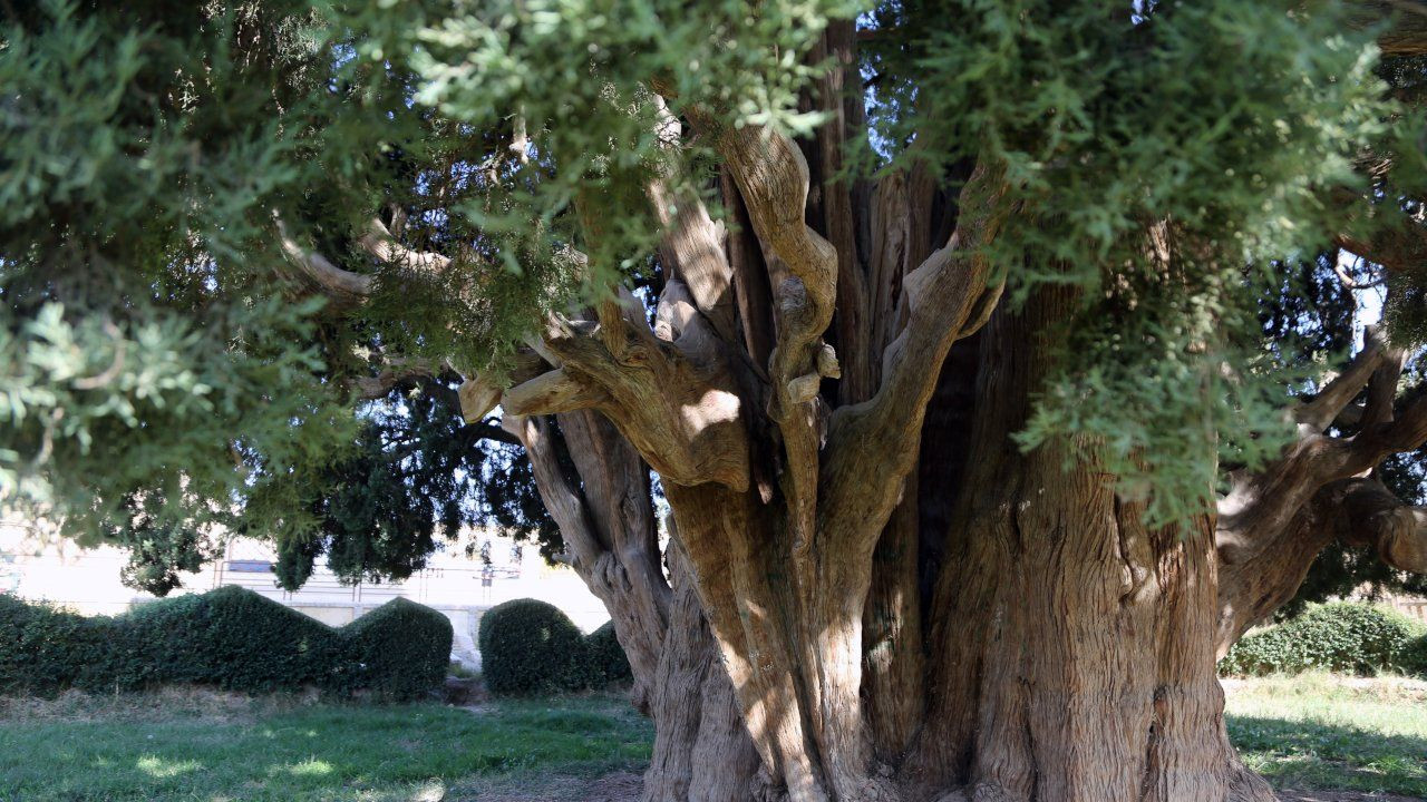 İran'ın dört bin yıllık ağacı UNESCO listesine girmeyi bekliyor - Sayfa 2