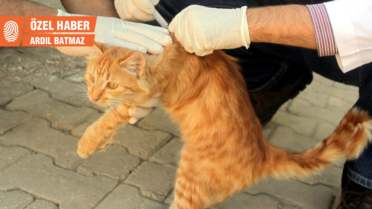 Karma aşı sorunu çözülmezse kedi ölümleri artabilir