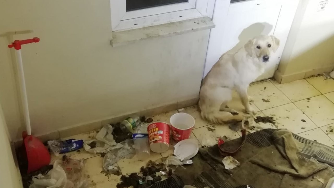 Balkonda 10 gün aç ve susuz bırakılan köpek kurtarıldı