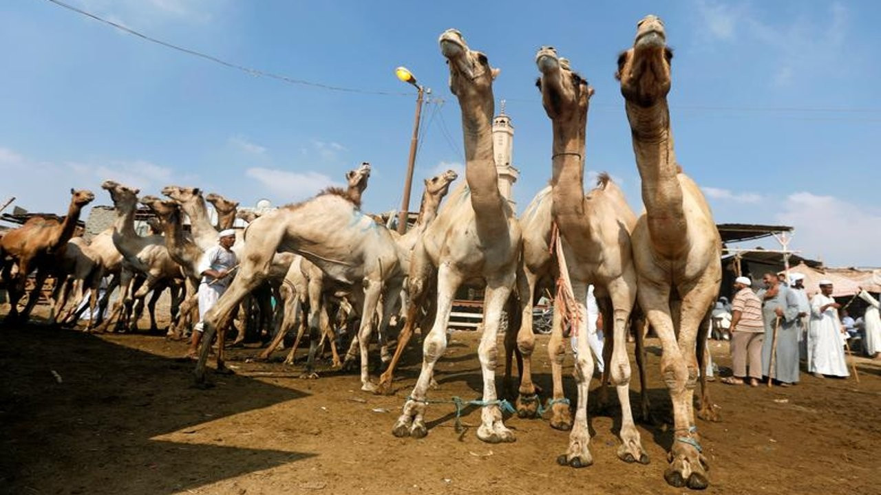 Botokslu develer 'güzellik yarışması'ndan diskalifiye edildi