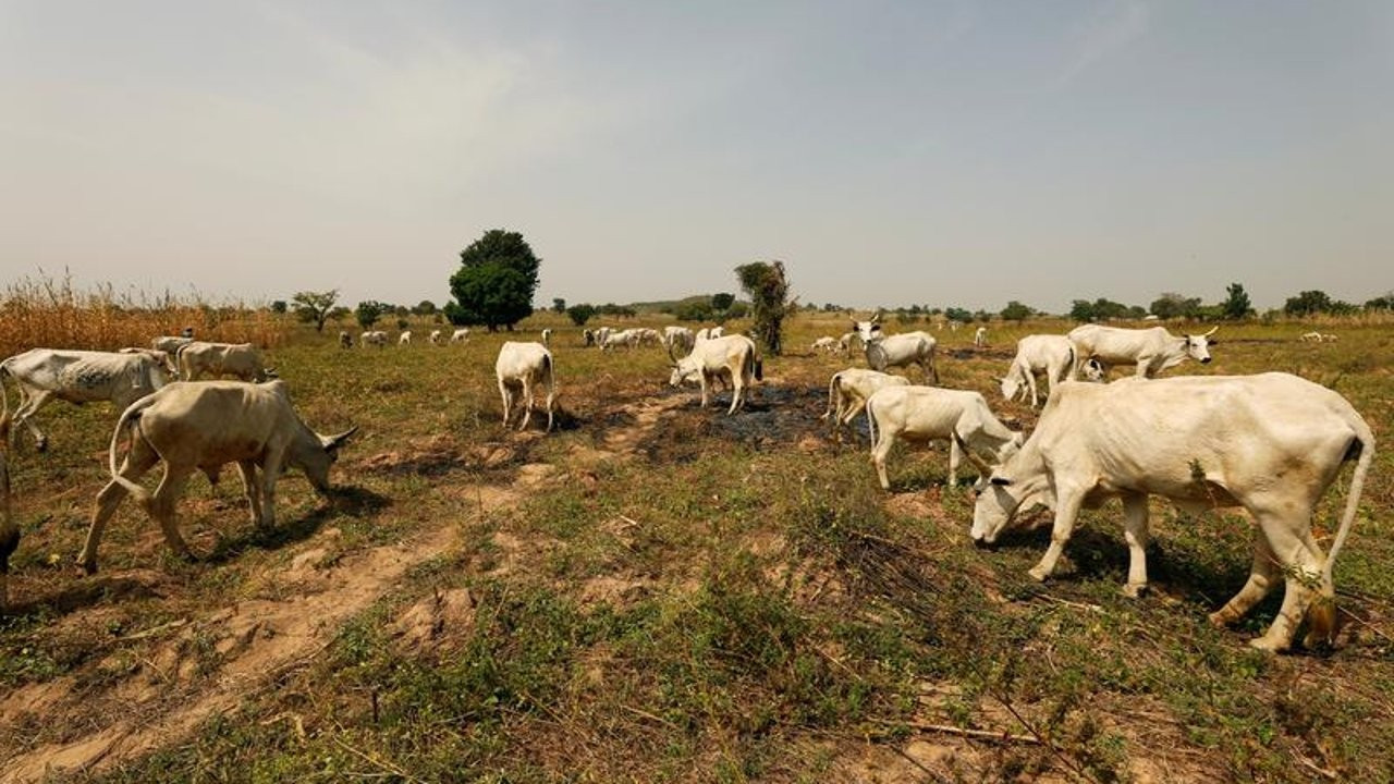 Kamerun'da çobanlar ile çiftçiler arasında su kavgası çıktı: 22 ölü