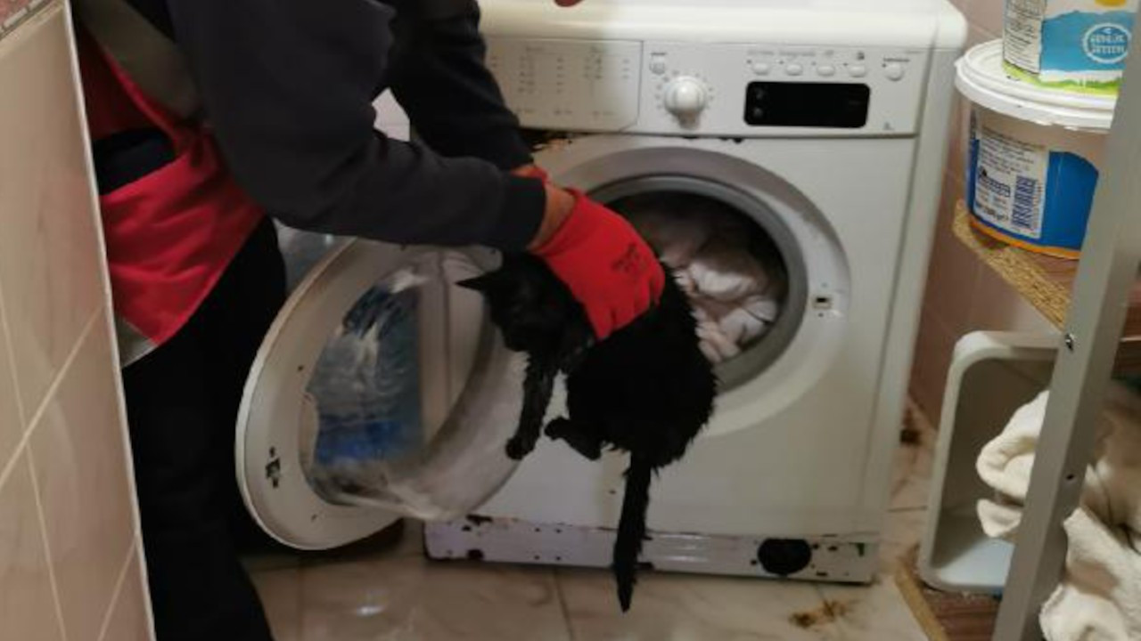 Yorganla birlikte çamaşır makinesine atılan kedi son anda kurtarıldı