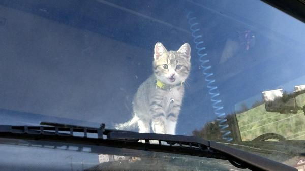 TIR şoförü, yol arkadaşı olan kedi için yuva arıyor - Sayfa 2