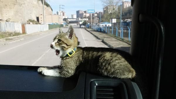 TIR şoförü, yol arkadaşı olan kedi için yuva arıyor - Sayfa 4