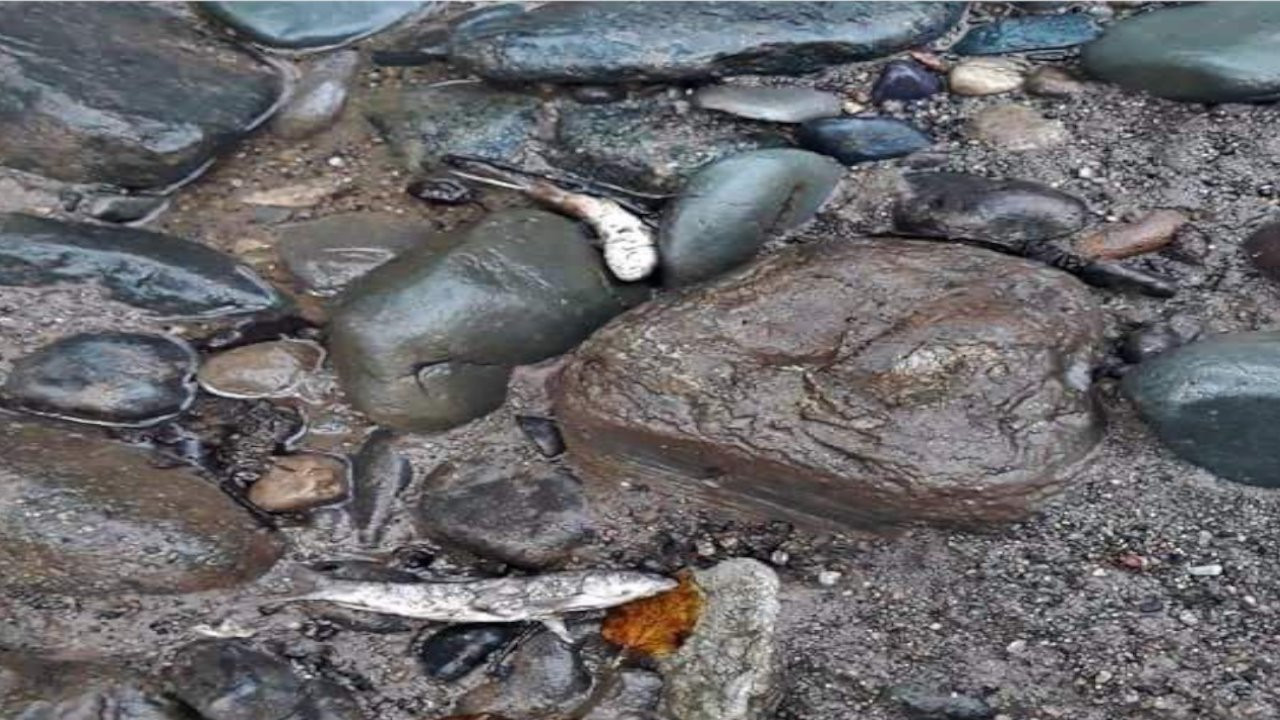 Trabzon'da can suyunu kesen HES nedeniyle balıklar ölüyor