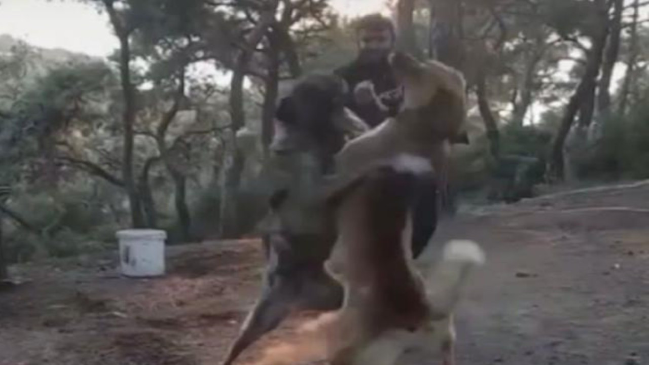 Büyükada'da köpek dövüşüne para cezası