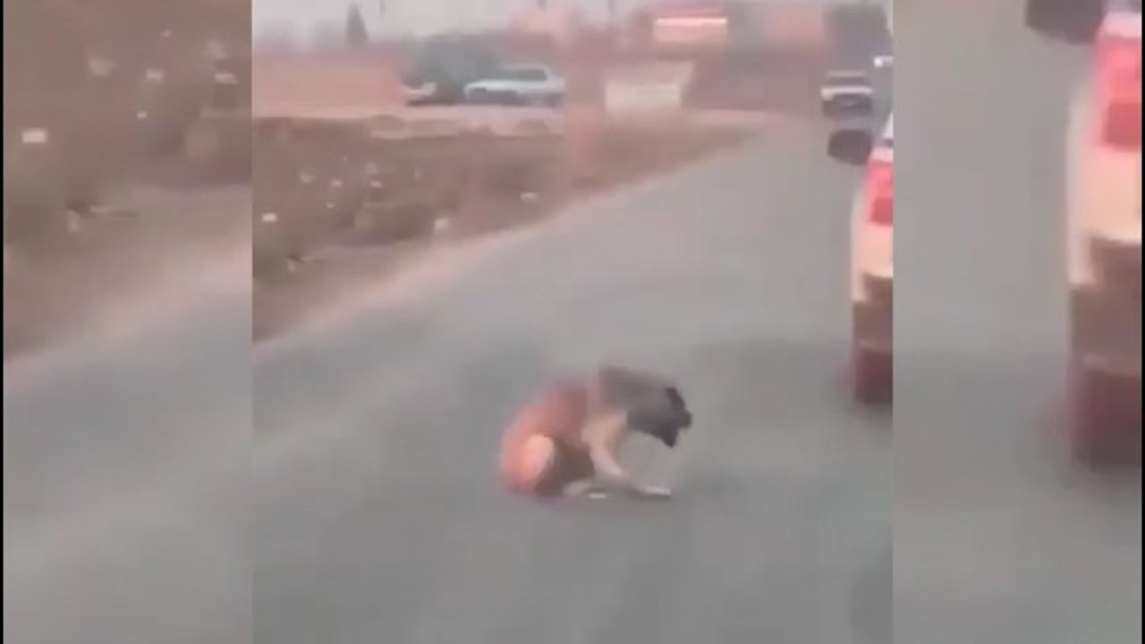 Araçtan köpeğe ateş eden kişi yakalandı